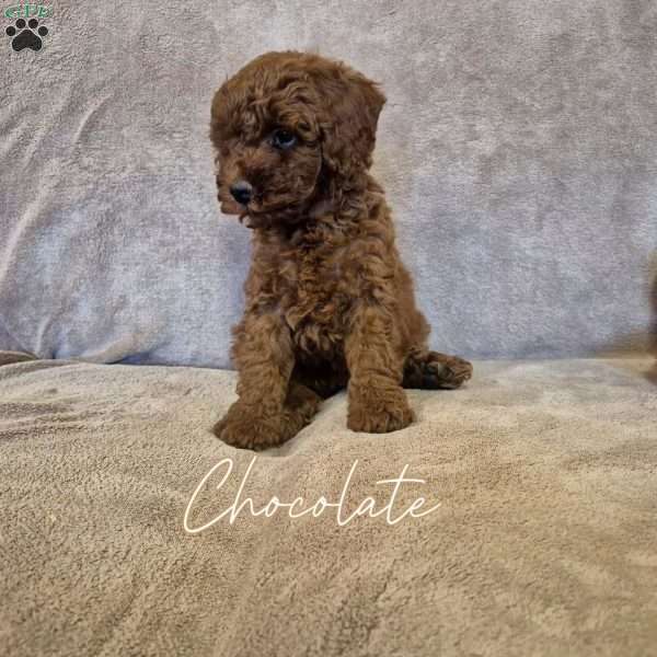 Chocolate, Miniature Poodle Puppy